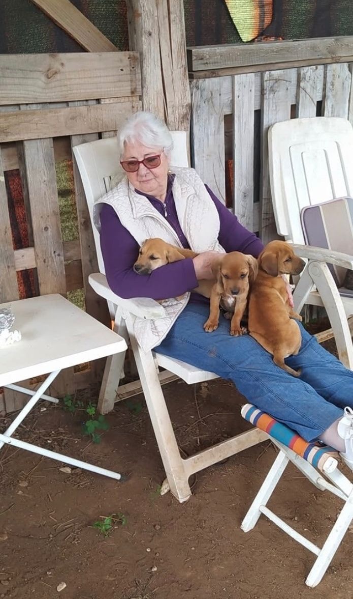 A family member resting in the shade with three puppies on her lap