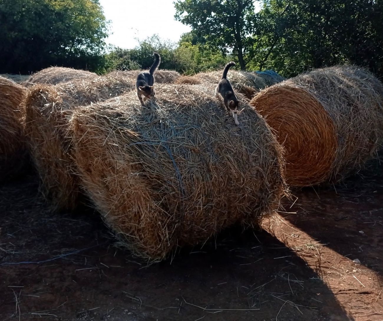 Two kittens climbing over the round hay bales