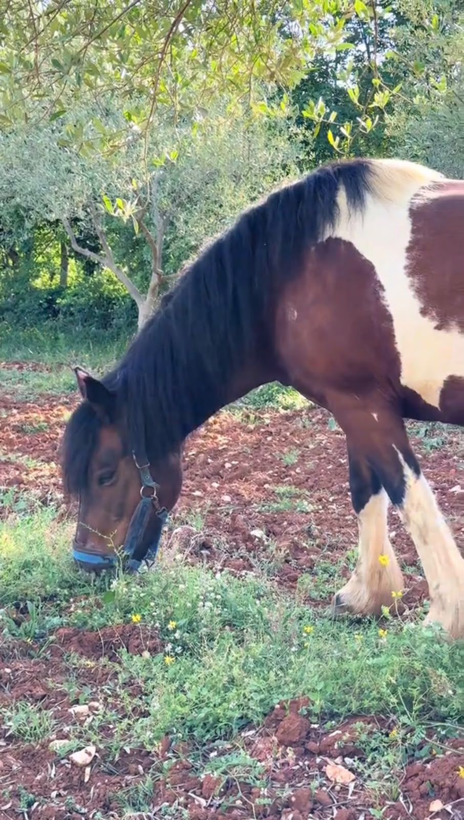 A pinto horse grazing beneath the olive trees