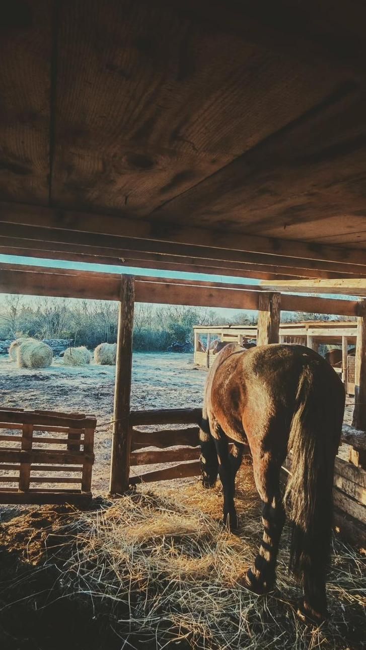 A horse eating hay in the stable in the early morning light