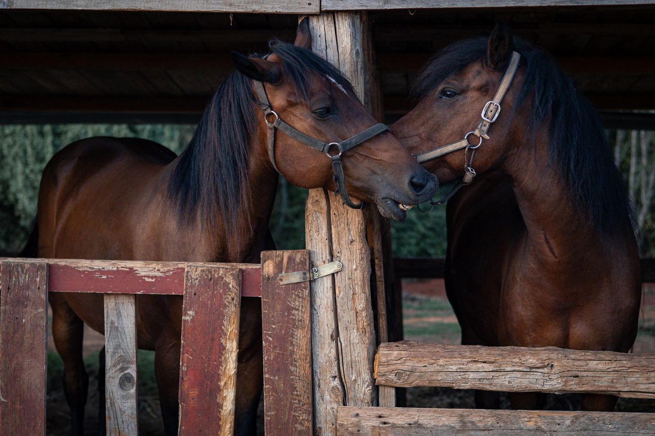 Two bay horses touching noses over the wooden gate