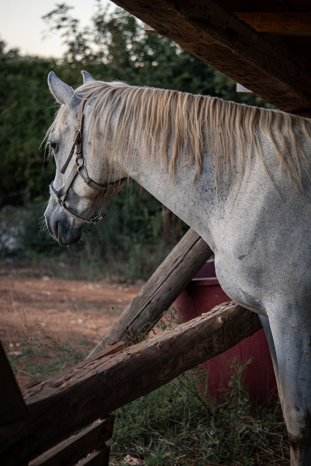 A white horse looking out from beneath the wooden shelter