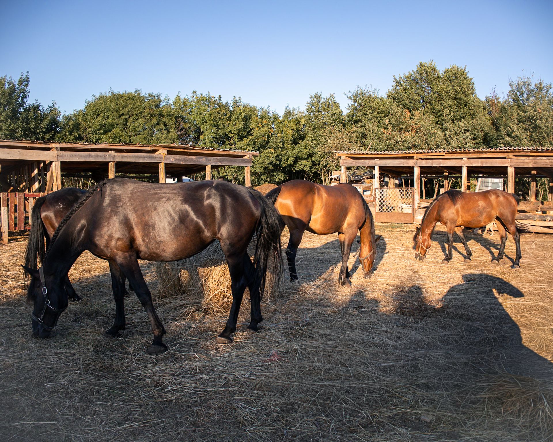 The seven horses of the ranch feeding on hay beside the wooden shelters today